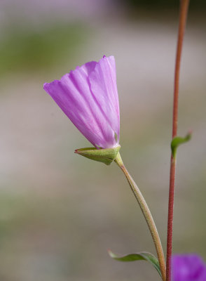 Clarkia amoena var. lindleyi  Farewell to spring