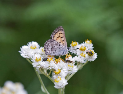 Mariposa Copper Lycaena mariposa