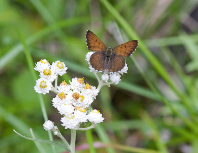 Mariposa Copper Lycaena mariposa