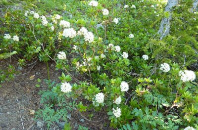 Rhododendron columbianum Western Labrador tea