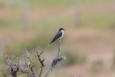 Eastern Kingbird