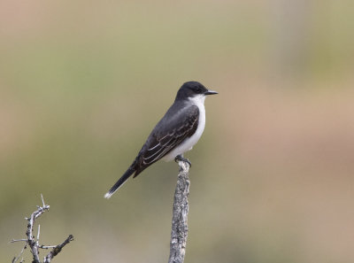 Eastern Kingbird