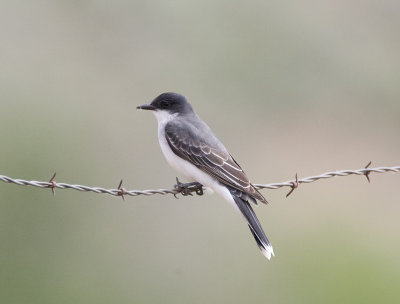 Eastern Kingbird