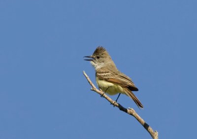 Ash-throated Flycatcher, Quilomene