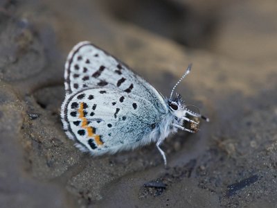 Square-spotted Blue Euphilotes battoides