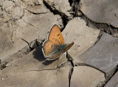 Lilac-bordered Copper Lycaena nivalis