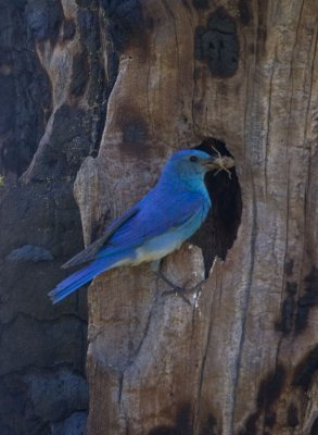 Mountain Bluebird