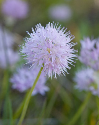Allium douglasii  Douglas' onion