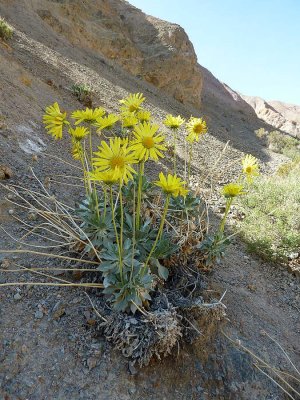 Panamint Daisy