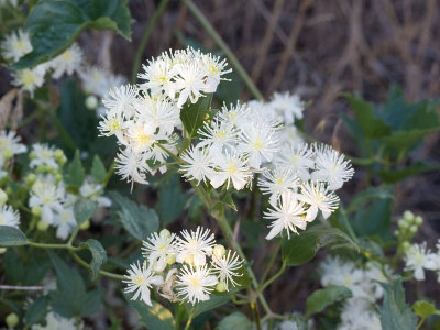 Clematis ligusticifolia Western white clematis