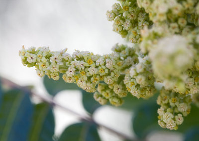 Rhus glabra Smooth sumac