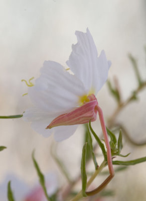 Oenothera pallida Pale evening-primrose