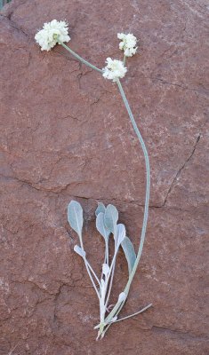 Eriogonum niveum   Snow buckwheat