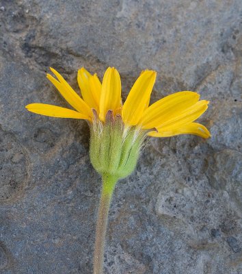 Arnica fulgens Foothill arnica