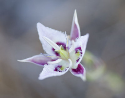 Calochortus lyallii Lyall's mariposa lily