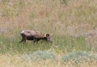 Bighorn Sheep