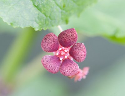 Euonymus occidentalis  Western wahoo