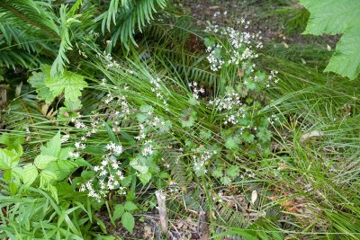 Boykinia major  Sierran brookfoam