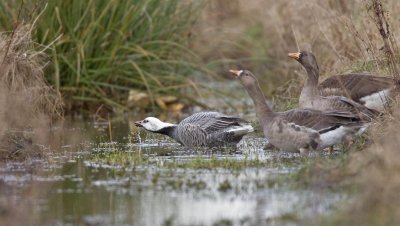 Emperor Goose, Greater White-fronted Goose