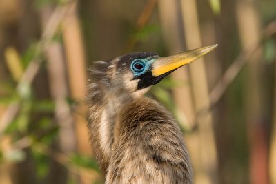 Anhinga