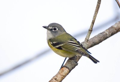 Blue-headed Vireo