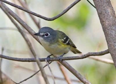 Blue-headed Vireo