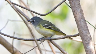 Blue-headed Vireo