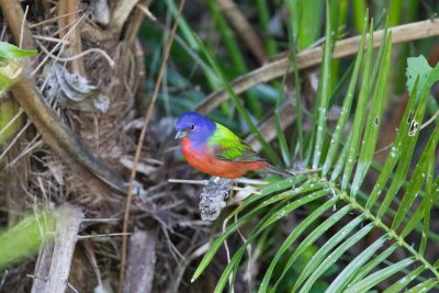 Painted Bunting