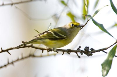 White-eyed Vireo