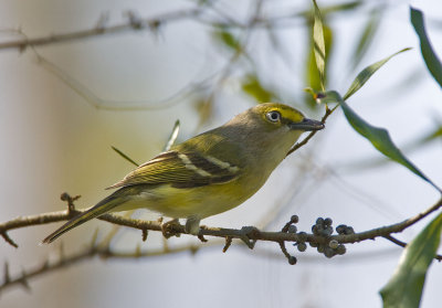 White-eyed Vireo