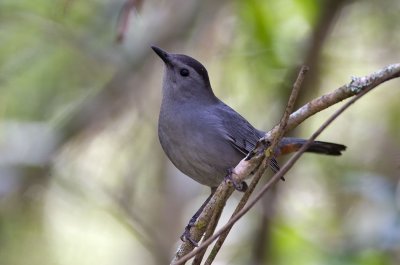 Gray Catbird