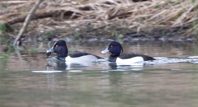 Ring-necked Duck (M) Tufted Duck (M)