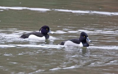 Tufted Duck (M) Ring-necked Duck (M)