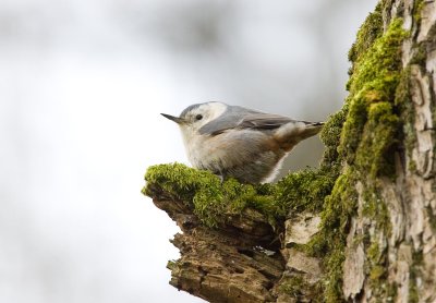 White-breasted Nuthatch (Slender-billed)