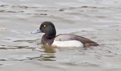 Greater Scaup (M)