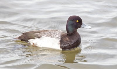 Greater Scaup (M)