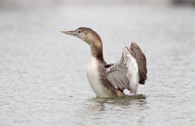 Yellow-billed Loon (Juv)