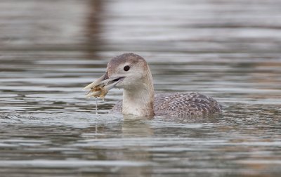 Yellow-billed Loon (Juv)