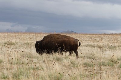 Bison, Antelope Island, UT
