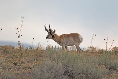 Pronghorn Antelope