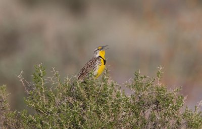 Western Meadowlark, UT