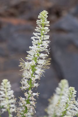 Thelypodium laciniatum Cut-leaf thelypody