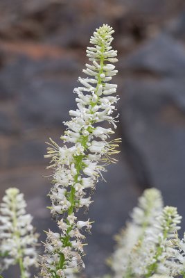 Thelypodium laciniatum  Cut-leaf thelypody