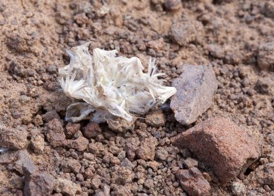 Eatonella nivea White Eatonella