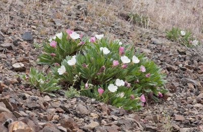 Oenothera cespitosa ssp cespitosa  Fragrant evening primrose 