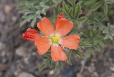 Sphaeralcea coccinea  Scarlet globemallow