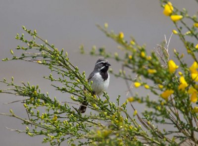 Black-throated Sparrow, Pierce Co, WA