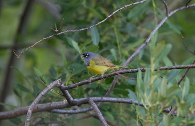 MacGuillivray's Warbler