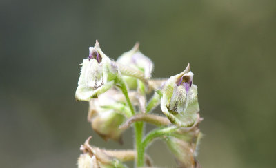 Delphinium viridescens Wenatchee larkspur