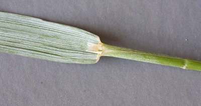 Elymus cinereus Giant wildrye
